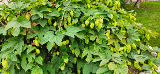 Common hop, Humulus lupulus green female flowers closeup selective focus