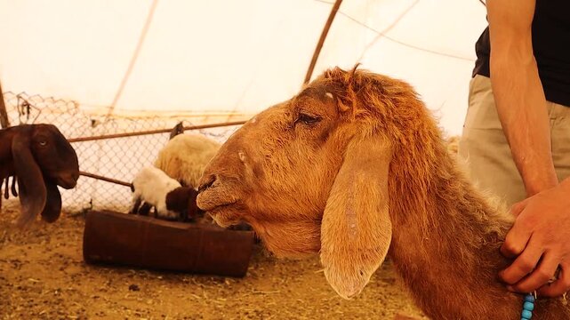 Veterinarian examines a sheep with liver fluke infection showing bottle jaw swelling, a key clinical sign. This footage is essential for veterinary education, livestock disease awareness, and training