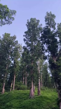 A tall forest tree from the ancient conifer family Araucariaceae, genus Agathis (Agathis dammara) In Indonesia, this tree is known as the damar tree or kauri.