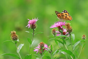 Painted lady, Vanessa cardui, beautiful butterfly 