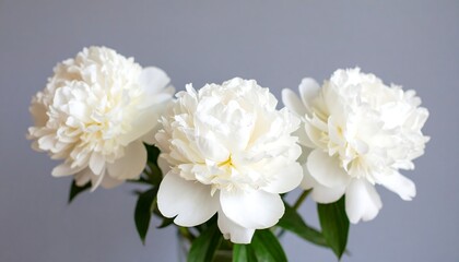 Close-up of three white peonies (1)