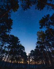 Night sky through trees (1)
