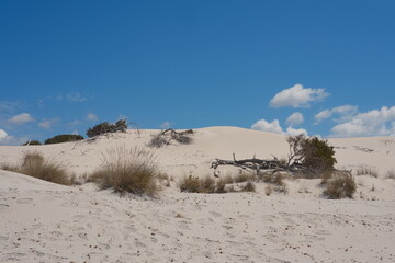 White sand dunes with dry grass under blue sky and clouds in Sardinia