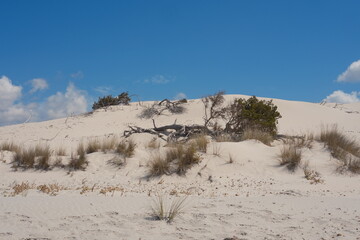 White sand dunes with dry grass under blue sky and clouds in Sardinia
