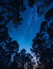 Night sky through trees