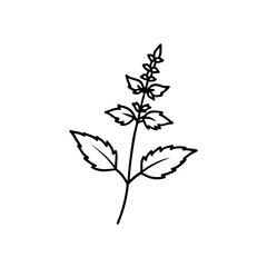Simple outline drawing of a basil plant on transparent background
