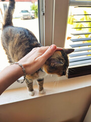 anonymous human hand pets kitty who entered home via window