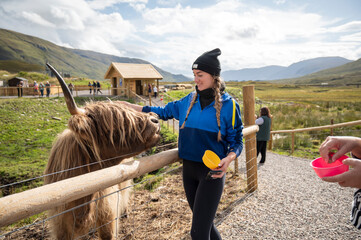 Teenager girl feeding a Highland cow on a rural farm in Scotland, enjoying nature and outdoor animal interaction