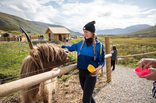 Teenager girl feeding a Highland cow on a rural farm in Scotland, enjoying nature and outdoor animal interaction