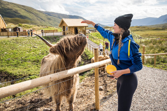 Teenager girl petting a Highland cow at a rural farm in Scotland, enjoying an outdoor animal encounter surrounded by nature and scenic mountain views