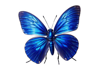Blue butterfly isolated on transparent or white background