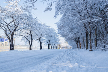 Fototapeta premium Snow Covered Road with Winter Trees in Donghae Korea