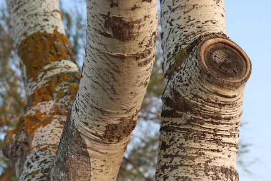Close up of the bark texture on a white poplar tree