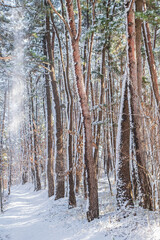 Snowy Pine Forest Path with Falling Snow in Winter Korea
