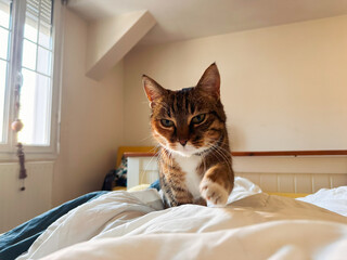 kitty walking on bed to her human in early morning
