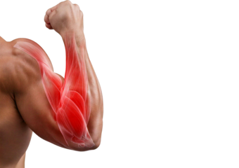 Inflamed Biceps Brachii (Turns slightly red). isolated on transparent or white background