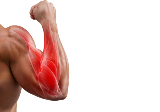 Inflamed Biceps Brachii (Turns slightly red). isolated on transparent or white background