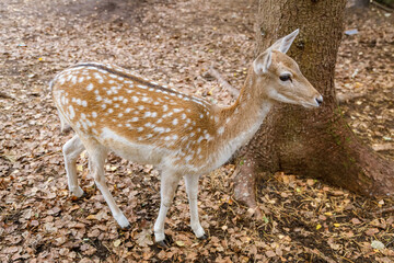 A curious spotted fallow deer standing on a ground covered with autumn leaves next to a tree