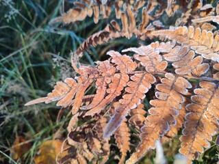 beautiful, yellow, brown fern branch, with withered, frost-covered leaves, sunny, fresh, cool morning in autumn forest