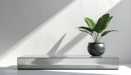 Modern plant display on glass shelf