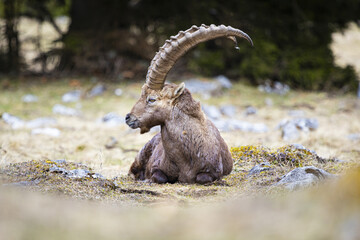 View of a majestic Alpine Ibex resting on the dry grass and rocks, its impressive horns curving gracefully against the backdrop of dark green trees,  Styria, Austria.