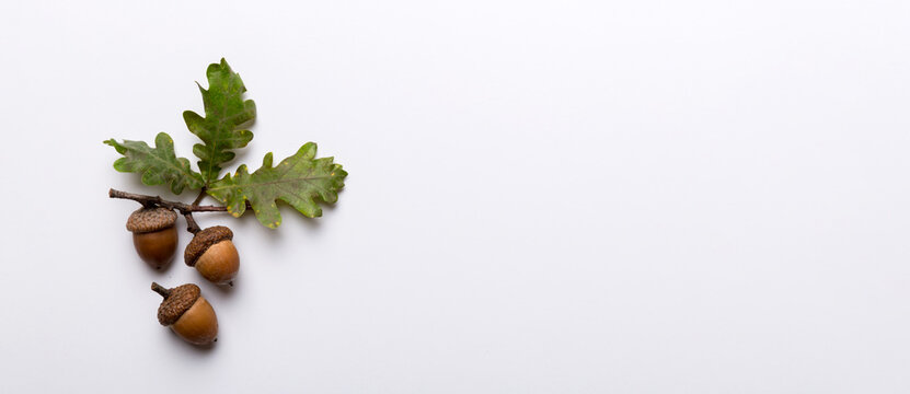 Branch with green oak tree leaves and acorns on colored background, close up top view - Powered by Adobe