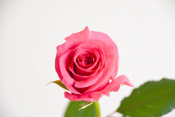 ピンクのばら
