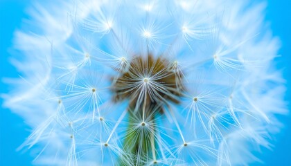 A close-up view of a dandelion seed head, showcasing delicate, light-colored seeds against a vibrant blue backdrop.