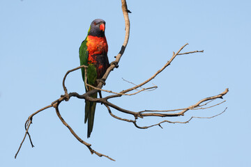 Rainbow Lorikeet Against a Clear Blue Sky