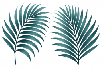 Two teal palm leaves are isolated on a transparent background, bringing a tropical feel to any design