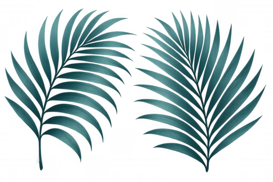 Two teal palm leaves are isolated on a transparent background, bringing a tropical feel to any design - Powered by Adobe