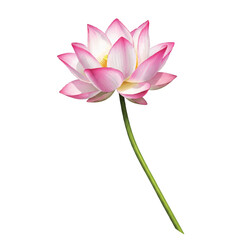 Realistic 2D vector illustration features a vibrant pink or white lotus flower with a graceful green stem isolated on a pure white background, symbolizing purity and growth.
