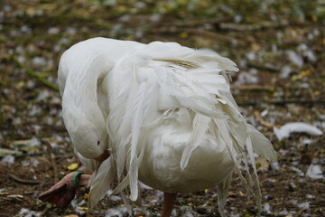 Curly-tailed geese are striking: their soft, curly feathers on their backs, wings, and tails, some...