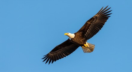 Fototapeta premium Clear Sky Eagle Flight An illustration of a bald eagle soaring gracefully against a clear blue sky
