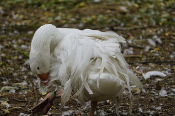 Curly-tailed geese are striking: their soft, curly feathers on their backs, wings, and tails, some...