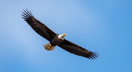 Fototapeta premium Blue Sky Eagle A minimalist design of a bald eagle soaring in a clear blue sky symbolizing freedom
