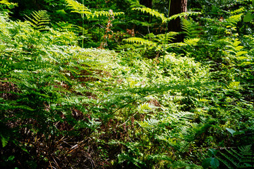 Bright green coloured bracken in woodland