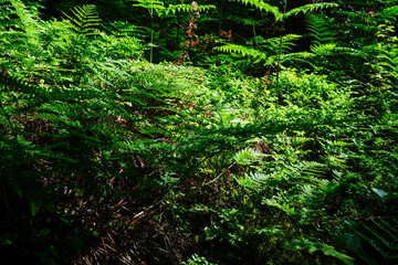 Bright green coloured bracken in woodland