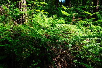 Bright green coloured bracken in woodland