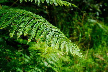 Bright green coloured bracken in woodland