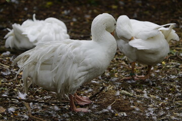Curly-tailed geese are striking: their soft, curly feathers on their backs, wings, and tails, some...