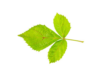 Blackberry leaf isolated on white background.