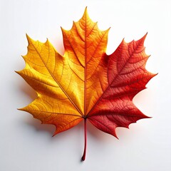 Close-up of a vibrant autumn maple leaf with red, orange, and yellow tones, symbolizing the beauty and colors of the fall season