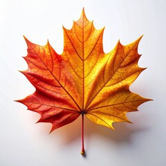 Close-up of a vibrant autumn maple leaf with red, orange, and yellow tones, symbolizing the beauty and colors of the fall season