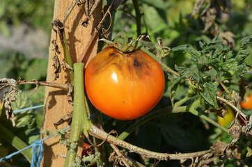 Tomato disease on the bush.Tomatoes get sick by late blight. Phytophthora infestans