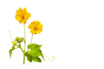 yellow flowers cosmos arrangement flat lay postcard style 