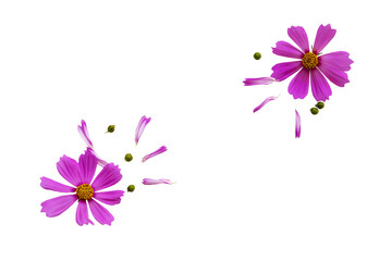 purple flowers cosmos arrangement flat lay postcard style 