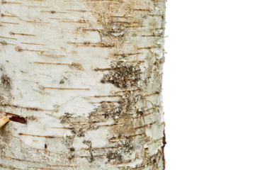 birch tree bark isolated on white or transparent png