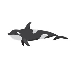 Fototapeta premium Orca vector illustration