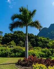 Palm tree in a vibrant garden
